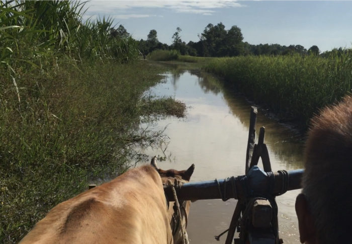 Promenade en char à bœufs – Cambodge 2015